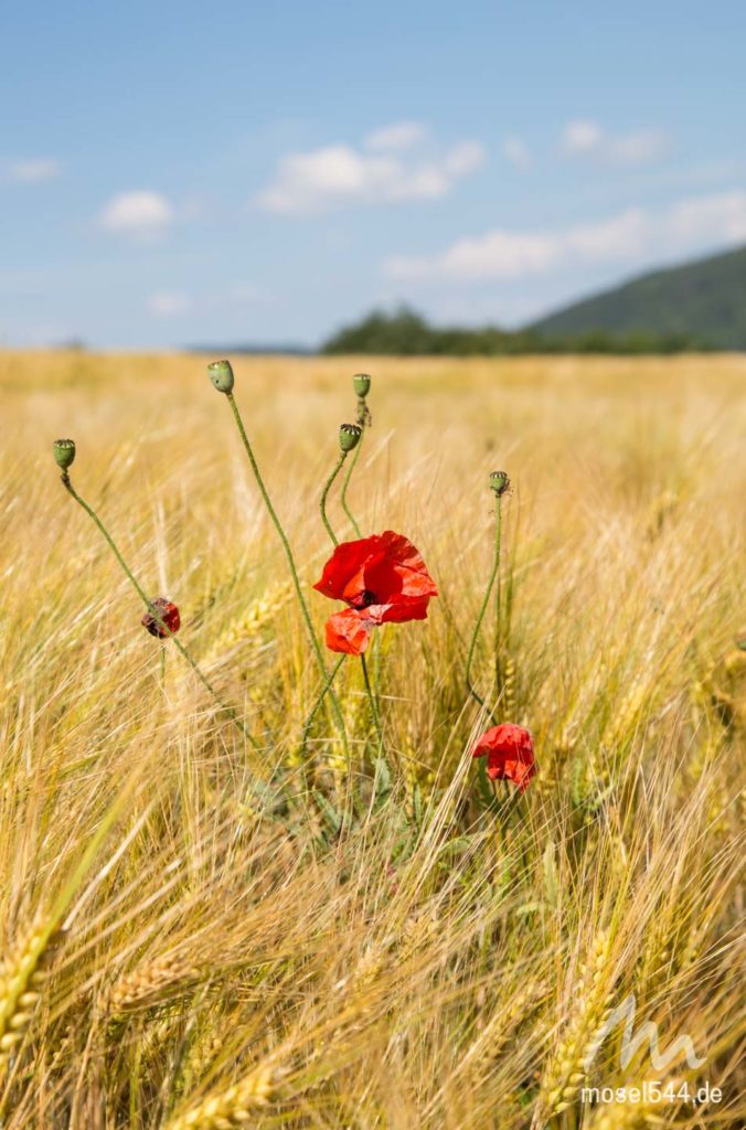 Roter Klatschmohn