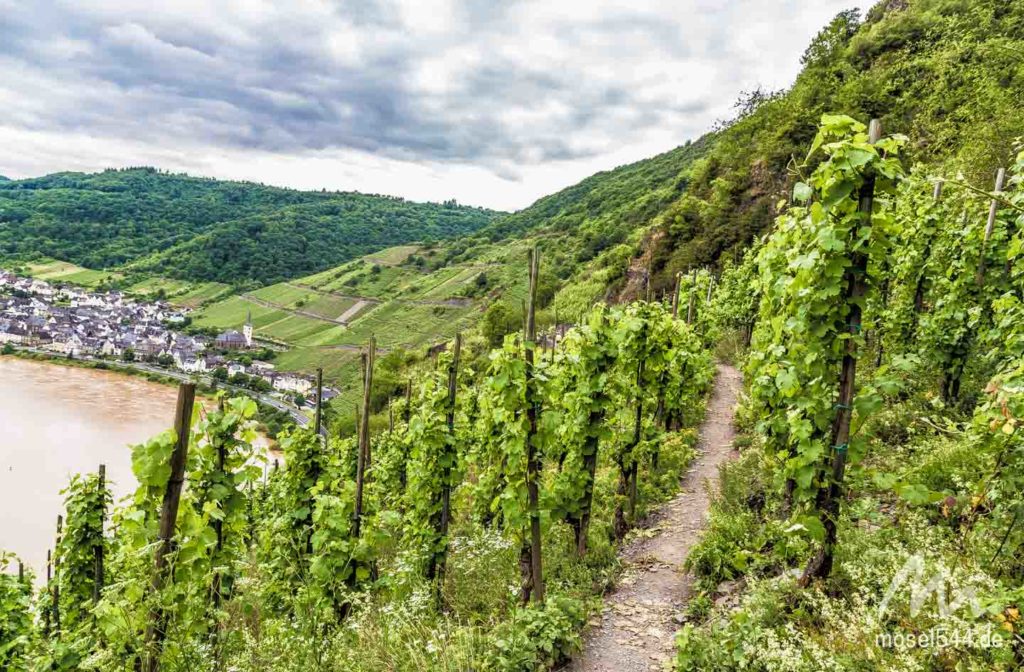 Weinberge Calmont