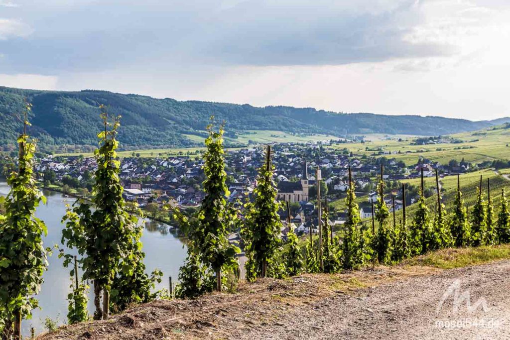 Weinreben in Kröv