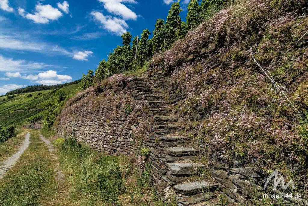 Weinberge mit Treppe