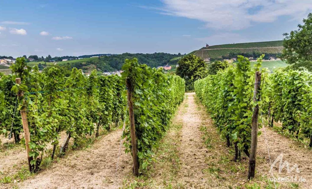 In diesen Weinlagen wächst auch der Elbling.