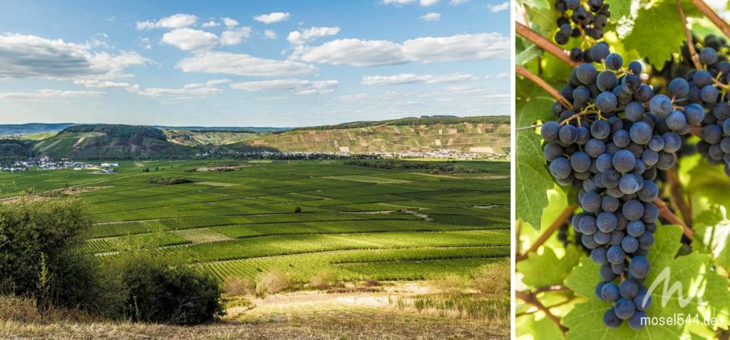 Blick aus den weinlagen