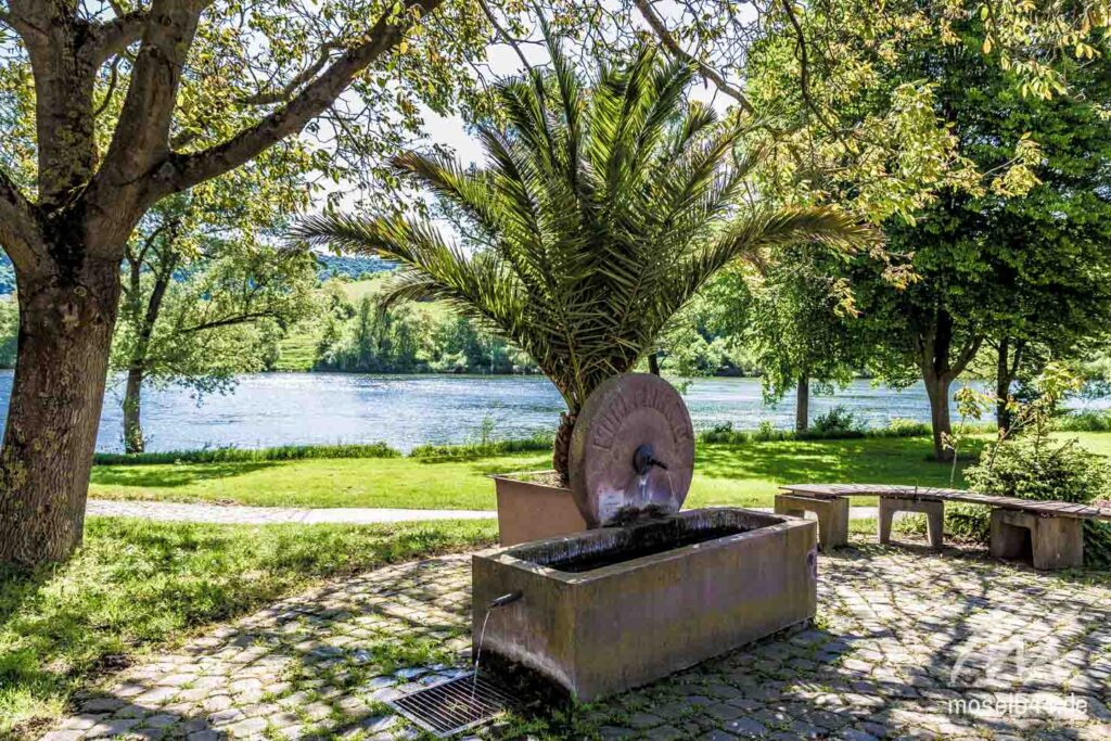 Kröver Moselpromenade mit Palme!