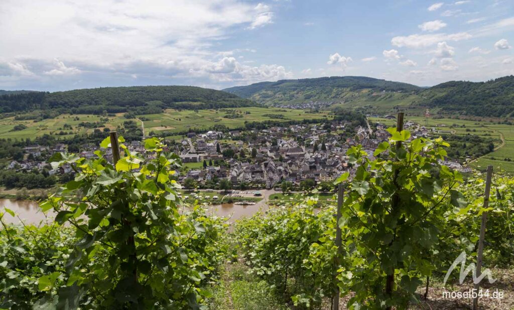 Pünderich-Panorama durch die Weinreben.