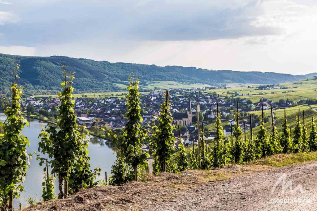 Weinreben in Kröv mit weitem Blick in das Moseltal.